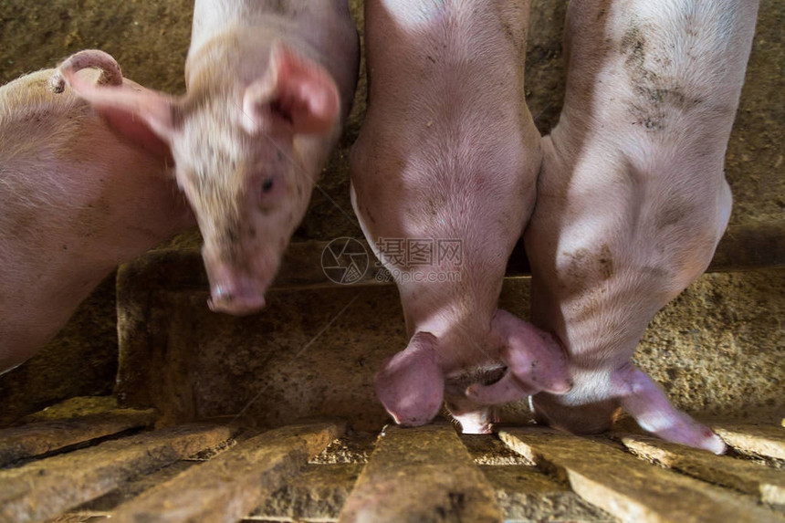 动物工业传统小猪养殖场的猪图片