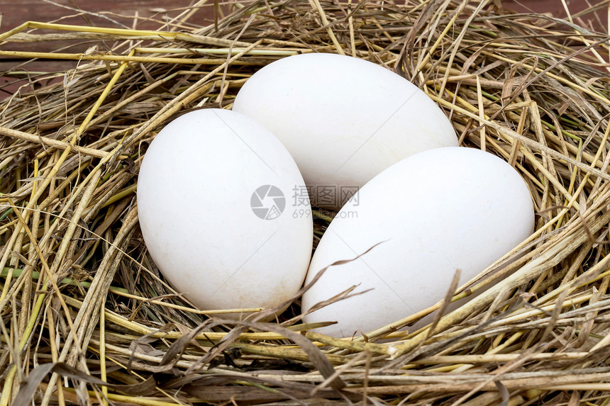 在干草巢中的三个大新鲜鹅蛋图片