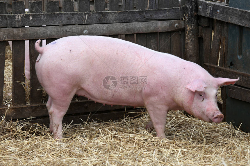 生活在农村生物动养图片