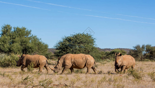 在南部非洲大草原上的三头白犀牛图片