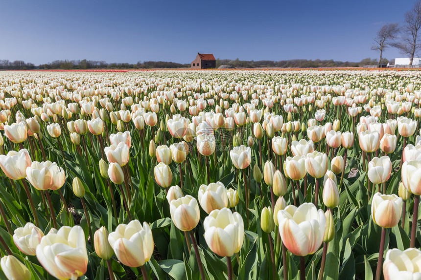 荷兰背景的白色郁金香田地图片