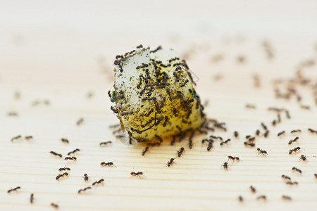 很多蚂蚁在白色的食物上图片