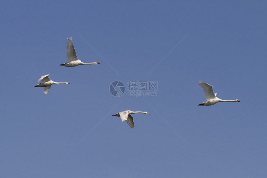 四只天鹅在蓝天的映衬下飞翔图片