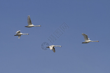 四只天鹅在蓝天的映衬下飞翔图片