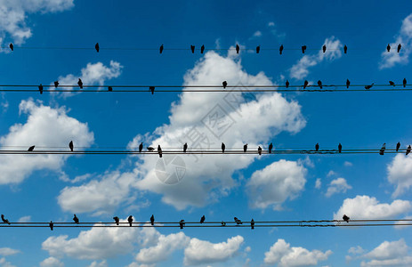 白云背景下电线上的鸽子图片