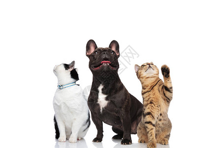 两只可爱的猫和一只法国斗牛犬站在白色背景背景图片