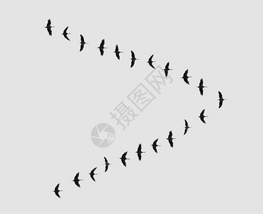 鸟群在V形的鸟群中飞向背景图片
