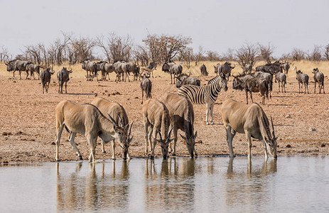 在纳米比亚草原的一个水洞的ElandsZebra和BlueWilde图片