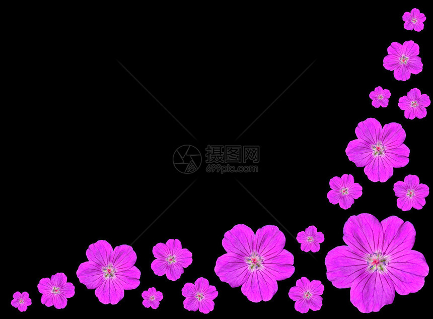 在黑色背景上隔离的五朵花瓣紫色花朵的排列组合图片