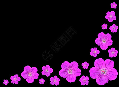 在黑色背景上隔离的五朵花瓣紫色花朵的排列组合背景图片