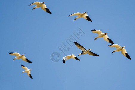 蓝鹅在蓝天空中飞翔带着一图片