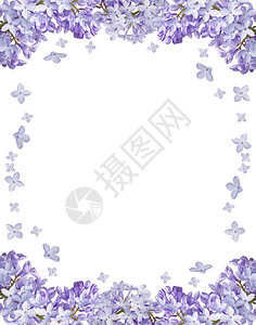白色背景上孤立的淡紫色花框背景图片
