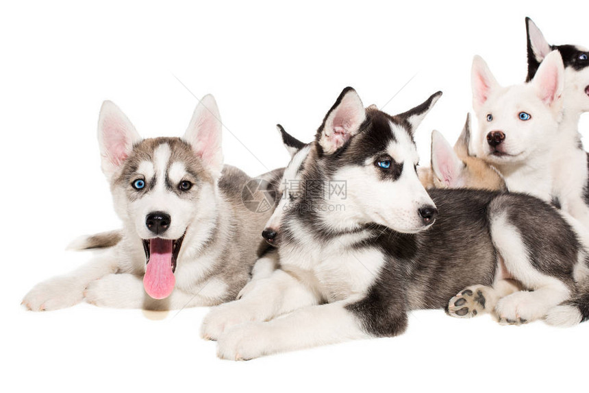 一群快乐的西比莉亚哈斯基小狗在白色图片
