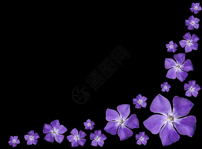 一组长春花紫色花小长春花在黑色图片