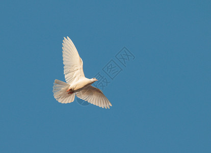 一只白鸽在晴朗的天空中飞翔图片