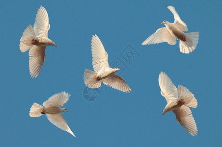 五只白鸽在晴空飞翔图片