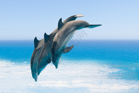 一群跳跃的海豚蓝色的大海背景图片