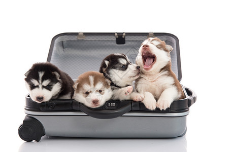 坐着在行李箱里的小狗图片