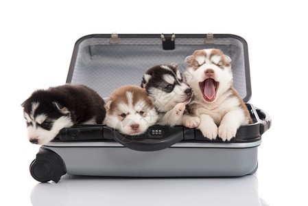小狗坐着在行李箱里图片
