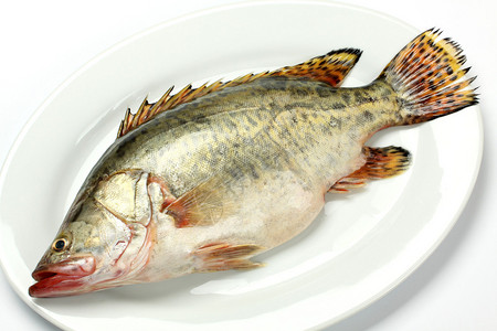 白色背景上的鱼食图片