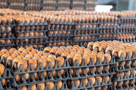 在鸡蛋背景模糊的鸡蛋养鸡场上安排鸡蛋板图片