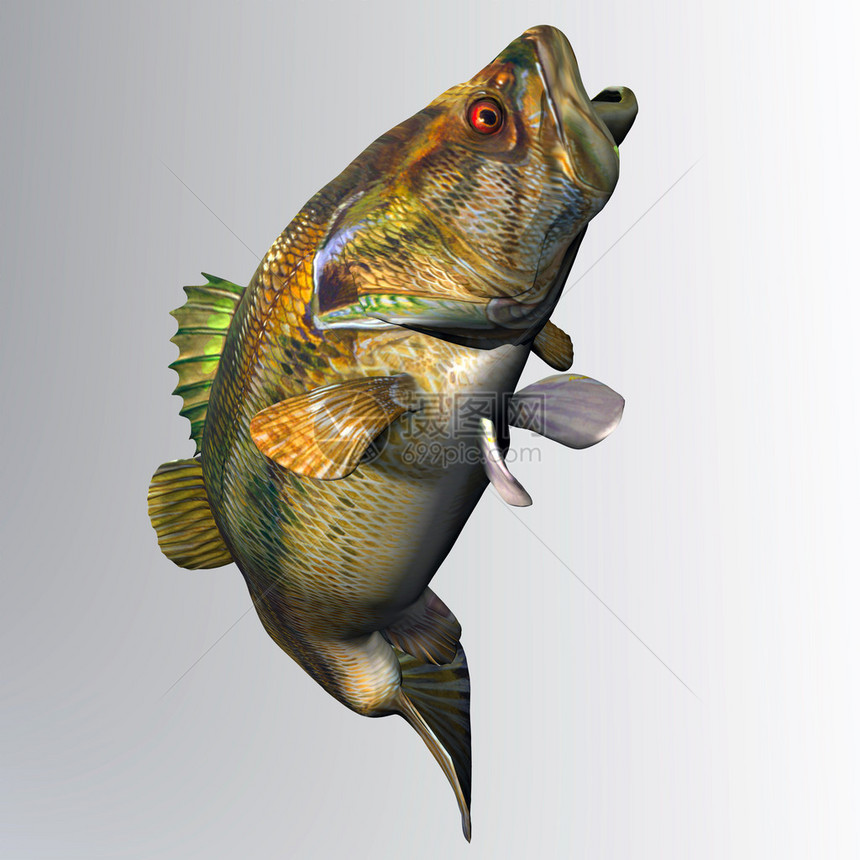 大茅斯巴岛是北美角鱼最流行的淡水网游鱼类图片