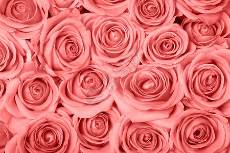 粉红玫瑰的背景图片背景图片
