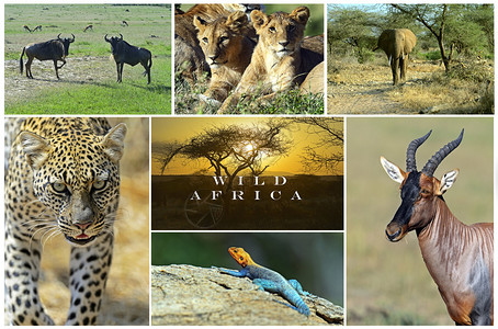 非洲野生动物狩猎拼贴画图片