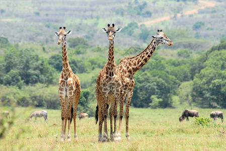 MasaiMara保留地肯尼亚3图片
