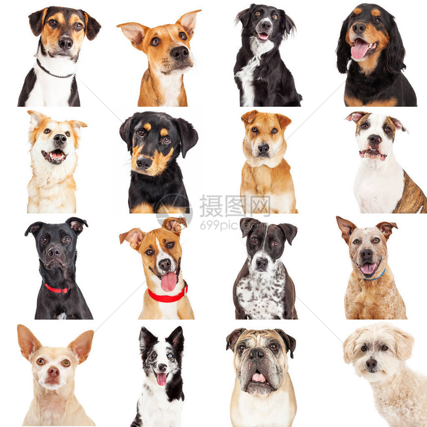 将16个被白孤立的不同交叉血狗的近身肖图片