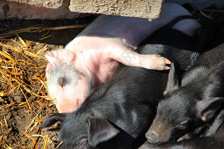 猪在农场的院子里玩耍和睡觉粉红色的小猪晒太阳睡觉有趣的猪小猪崽图片