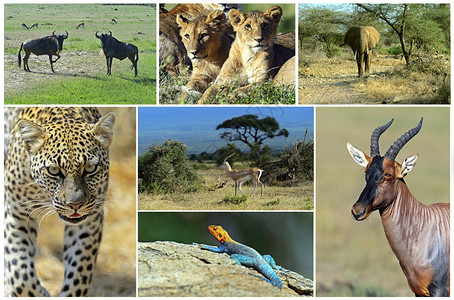 非洲野生动物狩猎拼贴画图片