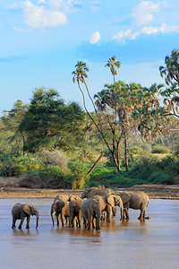 一群非洲大象在水坑中饮酒同时抬起图片