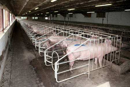 母猪躺在一个工业动物农场图片