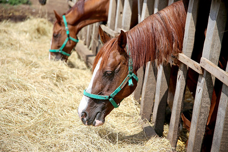 畜栏在动物农场吃干草的纯种年轻母马插画