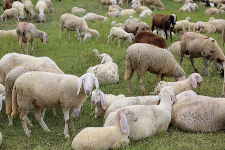 牧羊群中有许多白羊和羔羊他们在高图片
