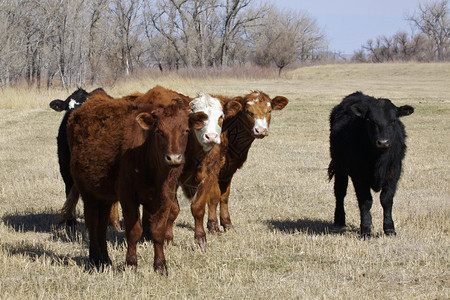 一群牛站在草地上图片