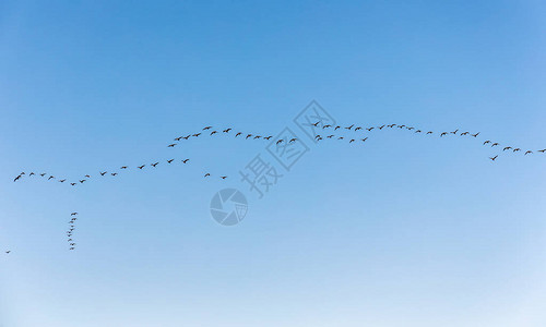 群雁在天空中飞翔图片