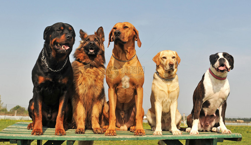 五只纯种的大狗坐在图片