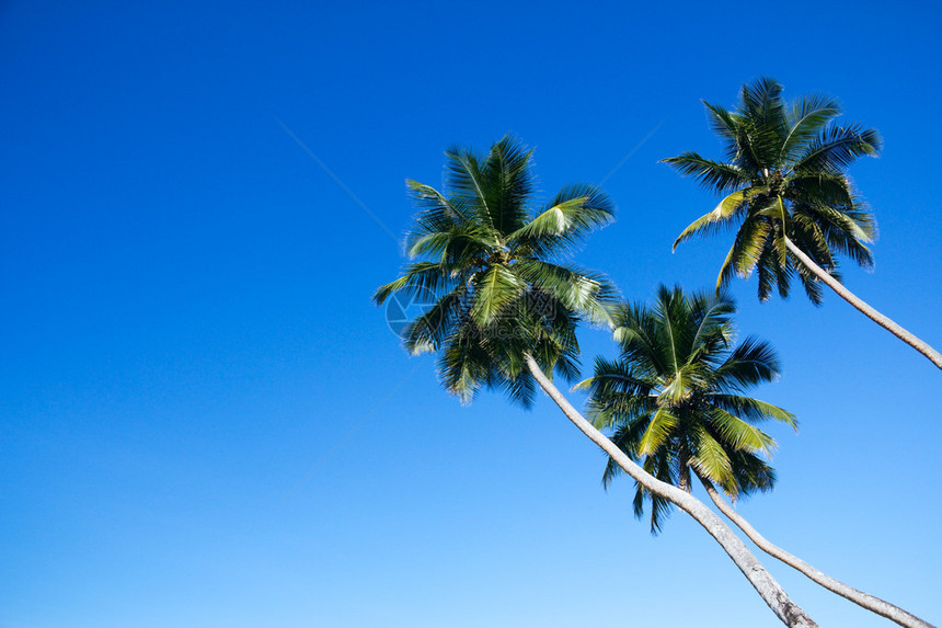 蓝天映衬下的三棵不平衡的椰子树组图片