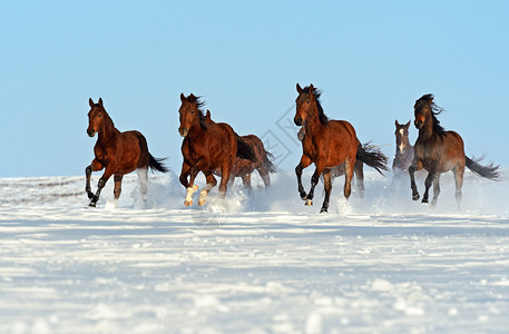 跑通过雪域疾驰的马群背景图片