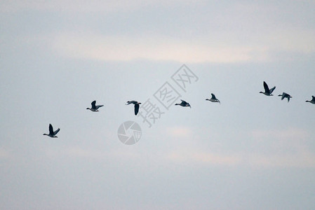 一群灰雁在空中编队飞行图片