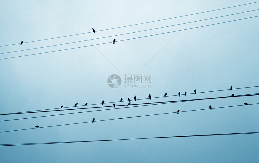冬日输电线上的麻雀图片
