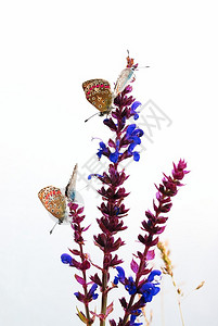 紫色花朵上的蝴蝶图片