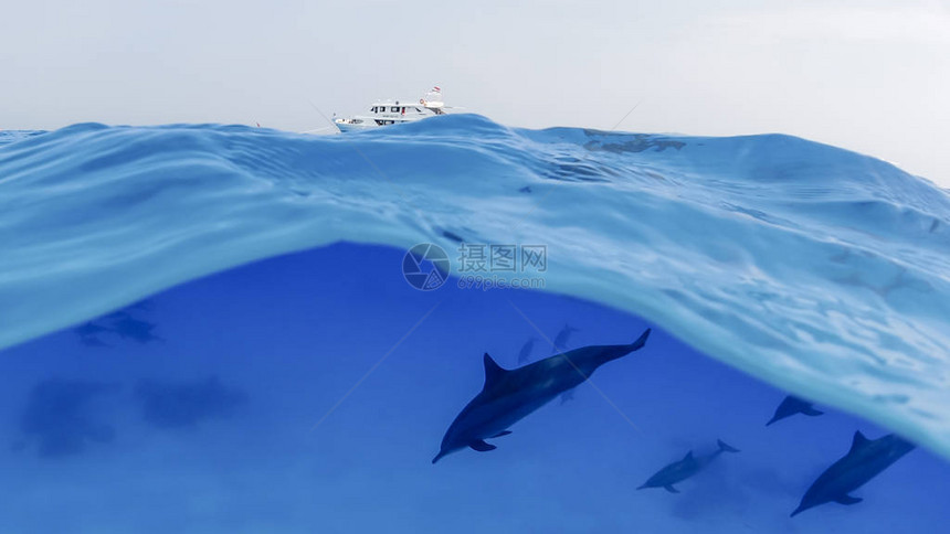 一组海豚在公海上停泊的游艇背景下潜水图片