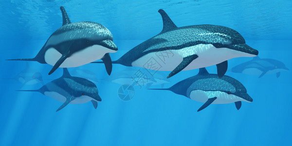 被剥离的海豚生活在一个叫做鱼群的动物群中为鱼类图片