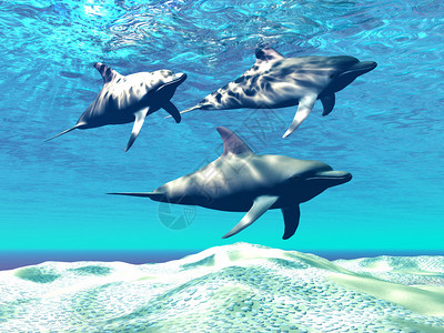 黄腹扇尾三个瓶尾海豚沿着沙海底游寻找食物设计图片