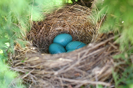 一群小蓝罗宾的鸡蛋聚集在树上的鸟巢里图片