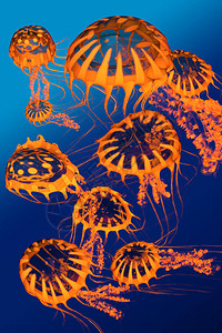 一群金水母在蓝色海洋地表水中图片