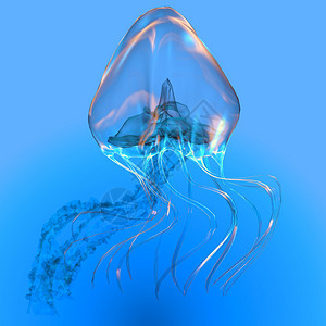 Jellyfish是一只透明的粘结食肉动物图片